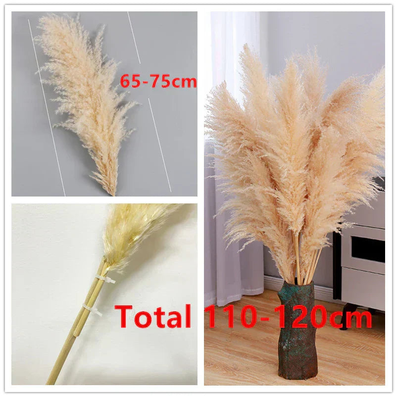 Boho Aurea Eng Dried Pampas Græs til Hjemmedekor | Petprovac