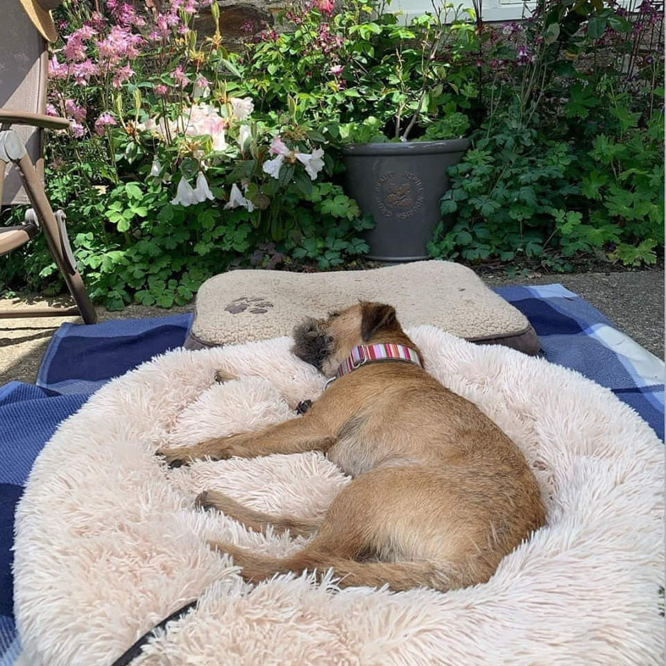 Hundeseng Sky – Blød komfort møder beroligende søvn
