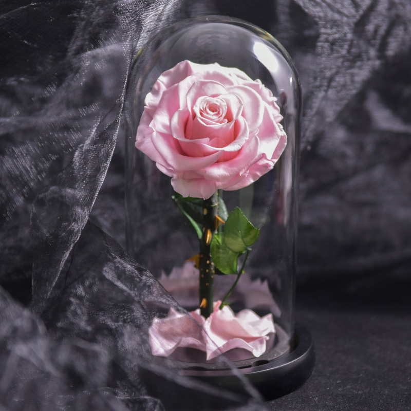Stabiliseret naturlig rose under glasklokke