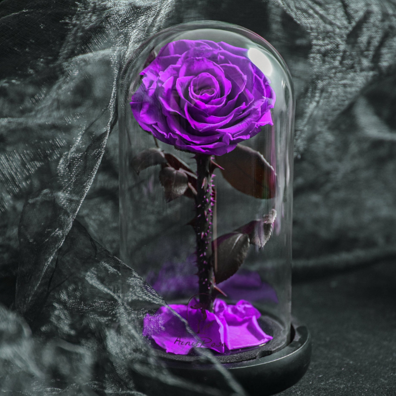 Stabiliseret naturlig rose under glasklokke