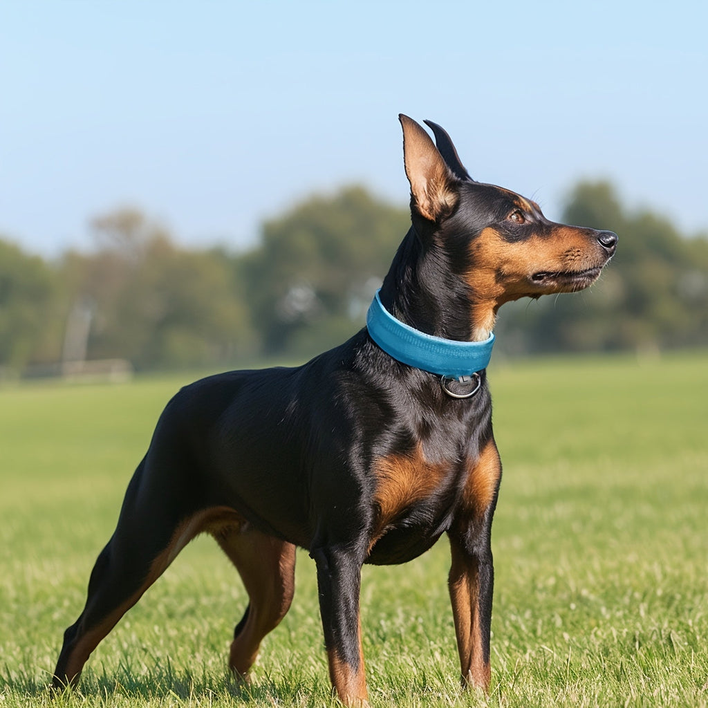 LED Hundehalsbånd med Belysning – Synligt og Sikkert om Natten