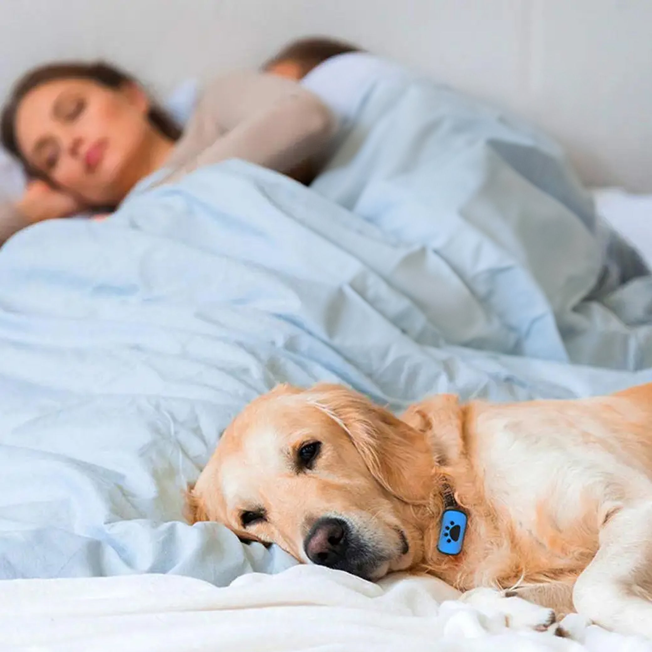 Anti-Bark-Halsbånd til et afslappet og roligt miljø