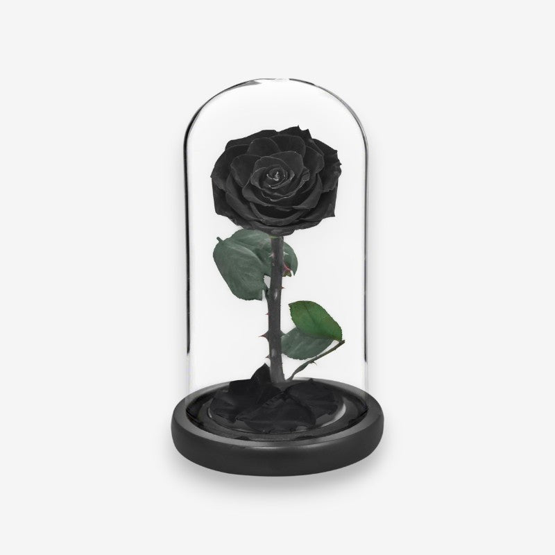 Stabiliseret naturlig rose under glasklokke