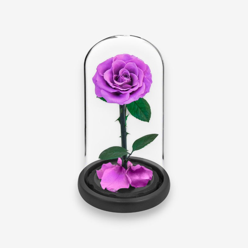 Stabiliseret naturlig rose under glasklokke
