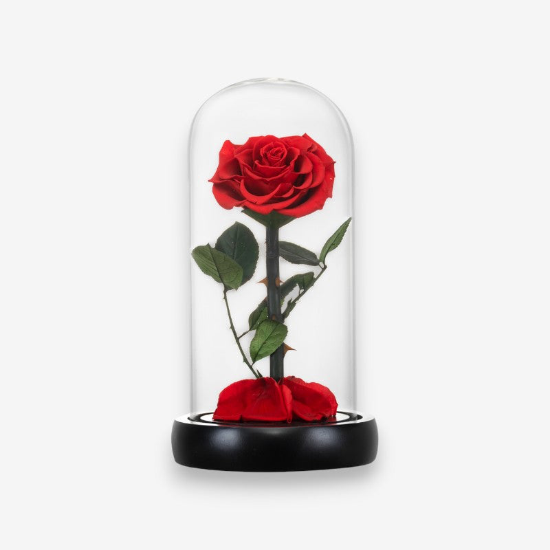 Stabiliseret naturlig rose under glasklokke