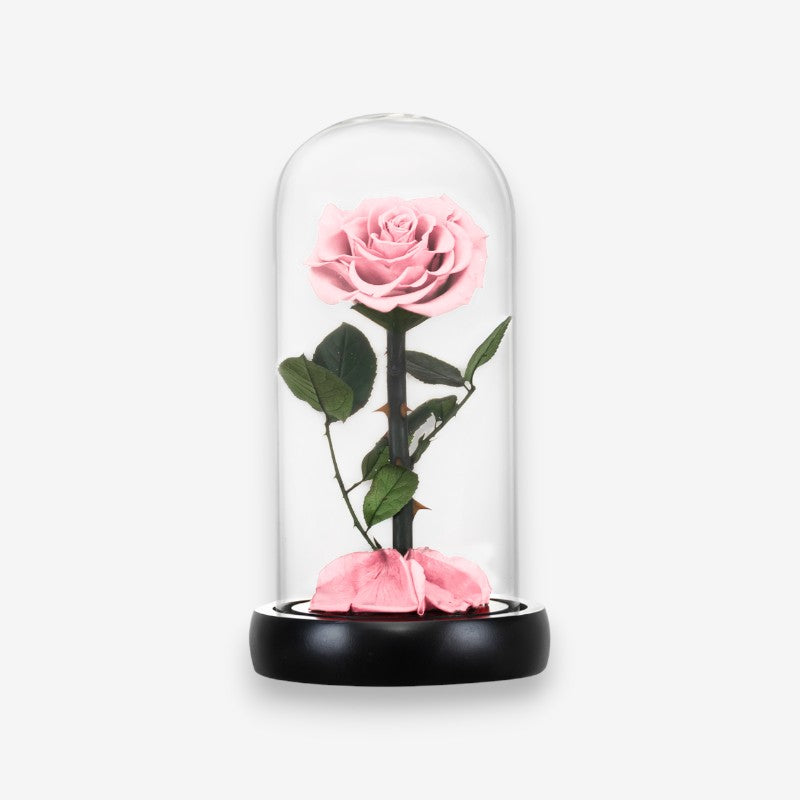 Stabiliseret naturlig rose under glasklokke