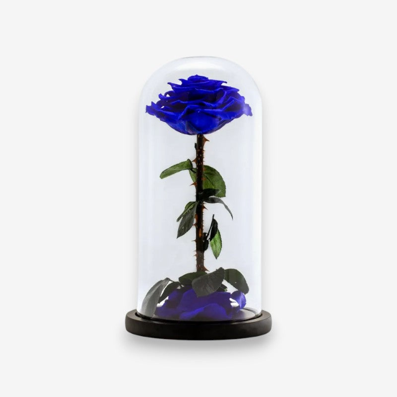 Stabiliseret naturlig rose under glasklokke